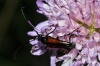 a determinar, Cerambycidae 20711