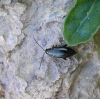 A identificar A identificar