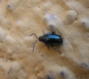 A identificar A identificar