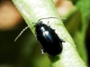 Altica sp. Altica sp.