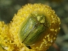 Cassida hyalina Weise, 1891 Cassida hyalina Weise, 1891
