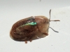 Cassida vittata Villers, 1789