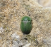 Cassida sp. Cassida sp.
