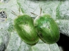 Cassida sp. Cassida sp.