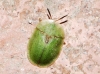 Cassida sp. Cassida sp.