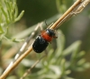 Chilotomina korbi Chilotomina korbi