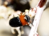 Chilotomina sp. Chilotomina sp.