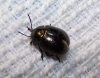 Chrysolina (Colaphodes) haemoptera (Linnaeus, 1758)