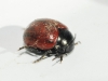 Chrysolina (Palaeosticta) diluta (Germar, 1824)