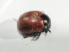 Chrysolina (Palaeosticta) diluta (Germar, 1824)
