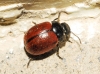 Chrysolina (Palaeosticta) diluta (Germar, 1824)