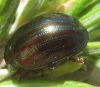 Chrysolina americana Linnaeus, 1758 Chrysolina americana Linnaeus, 1758