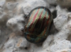 Chrysolina americana Linnaeus, 1758 Chrysolina americana Linnaeus, 1758
