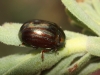 Chrysolina americana Linnaeus, 1758 Chrysolina americana Linnaeus, 1758