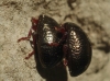 Chrysolina bankii (Fabricius, 1775)