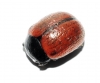 Chrysolina diluta (Germar, 1824)