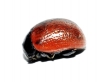 Chrysolina diluta (Germar, 1824)