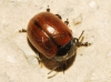 Chrysolina diluta (Germar, 1824)