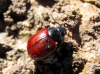 Chrysolina grossa (Fabricius, 1792)