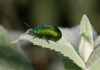 Chrysolina herbacea (Duftschmid, 1825)