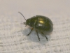 Chrysolina lepida (Olivier, 1807)