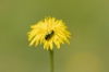 Chrysolina sp. Chrysolina sp.