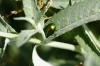 Chrysolina sp. Chrysolina sp.