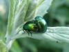 Chrysolina viridana (Kster, 1844)