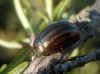 Chrysolina (Taeniochrysea) americana Linnaeus, 1758