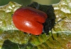 Chrysomela (Chrysomela) populi Linnaeus, 1758