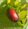 Chrysomela (Chrysomela) populi Linnaeus, 1758