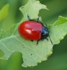 Chrysomela populi Linnaeus, 1758