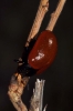 Chrysomela populi Linnaeus, 1758