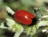 Chrysomela (Chrysomela) populi Linnaeus, 1758