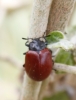 Chrysomela (Chrysomela) populi Linnaeus, 1758