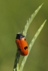 Clytra sp. Clytra sp.