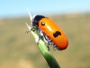 Clytra sp. Clytra sp.