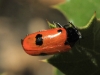 Clytra sp. Clytra sp.