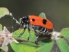 Clytra sp. Clytra sp.