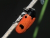 Clytra sp. Clytra sp.