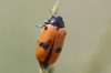 Clytra sp. Clytra sp.