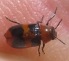 Coptocephala (C.) linnaeana Petitpierre & Alonso-Zarazaga, 2000
