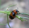 Coptocephala (C.) linnaeana Petitpierre & Alonso-Zarazaga, 2000