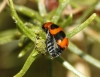 Coptocephala (C.) linnaeana Petitpierre & Alonso-Zarazaga, 2000