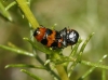 Coptocephala (C.) linnaeana Petitpierre & Alonso-Zarazaga, 2000