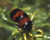 Coptocephala (C.) linnaeana Petitpierre & Alonso-Zarazaga, 2000