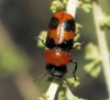 Coptocephala (C.) linnaeana Petitpierre & Alonso-Zarazaga, 2000