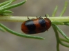 Coptocephala (C.) linnaeana Petitpierre & Alonso-Zarazaga, 2000