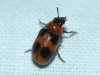 Coptocephala (C.) linnaeana Petitpierre & Alonso-Zarazaga, 2000