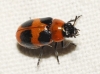 Coptocephala (C.) linnaeana Petitpierre & Alonso-Zarazaga, 2000